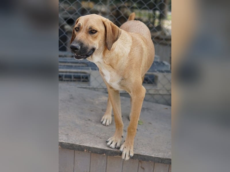 Bardo, geb. ca. 09/2023, lebt in GRIECHENLAND, im städt. Tierheim Serres
