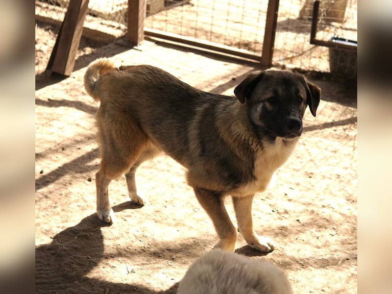Davio, geb. ca. 06/2023, lebt in GRIECHENLAND, im städt. Tierheim Serres