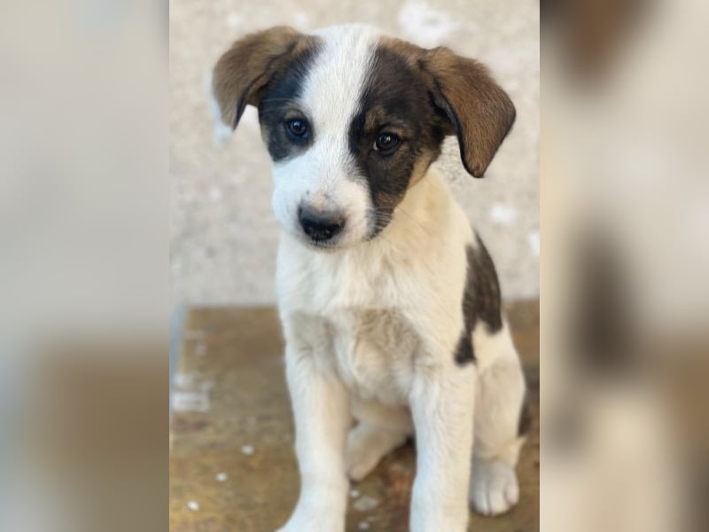 Yoko, geb. ca. 03/2026, lebt in GRIECHENLAND, auf einer privaten Pflegestelle