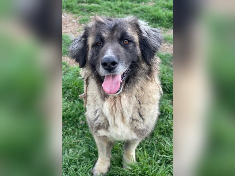 Harper, geb. ca. 12/2018, lebt in GRIECHENLAND, im städt. Tierheim Serres