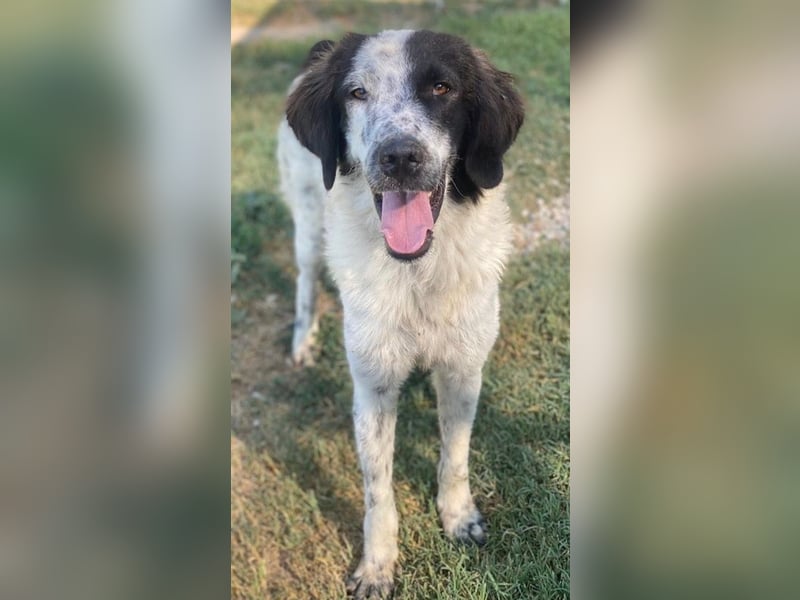 Yuni, geb. ca. 03/2023, lebt in GRIECHENLAND, im städt. Tierheim Serres