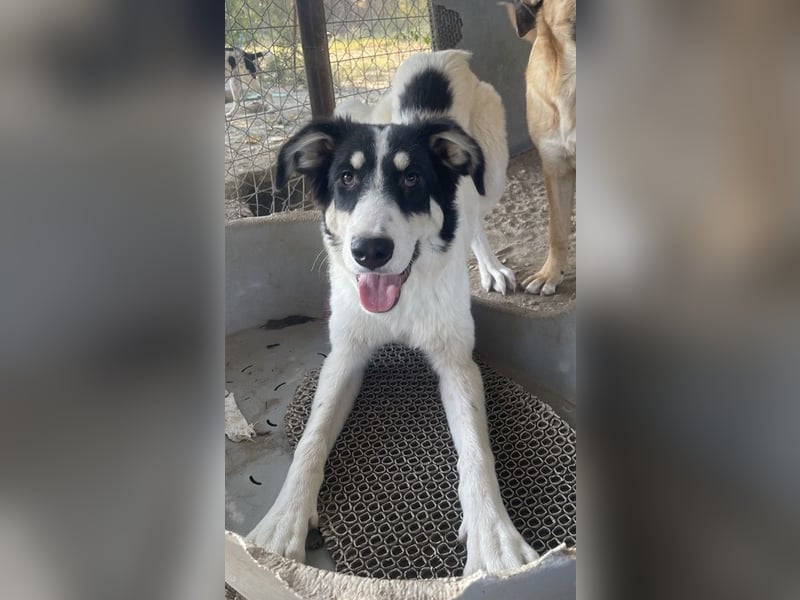 Vivia, geb. ca. 03/2023, lebt in GRIECHENLAND, im städt. Tierheim Serres