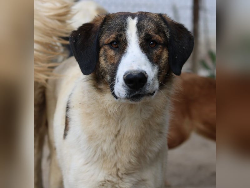 Pitt, geb. ca. 05/2021, lebt in GRIECHENLAND, im städt. Tierheim Serres