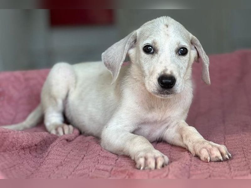 Lily, geb. ca. 05/2026, lebt in GRIECHENLAND, im städt. Tierheim Serres
