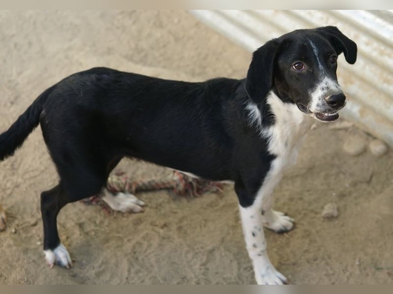 Piko, geb. ca. 01/2025, lebt in GRIECHENLAND, auf einer privaten Pflegestelle