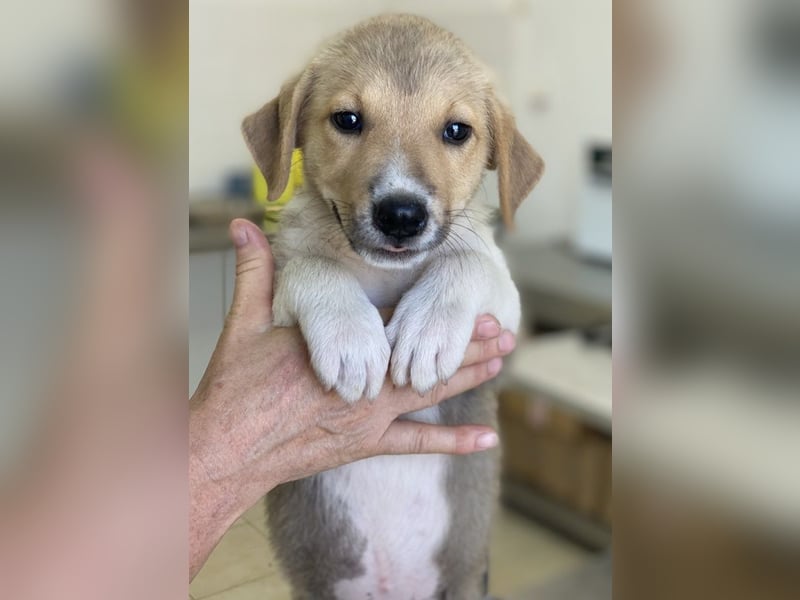 Padme, geb. ca. 04/2024, lebt in GRIECHENLAND, im städt. Tierheim Serres