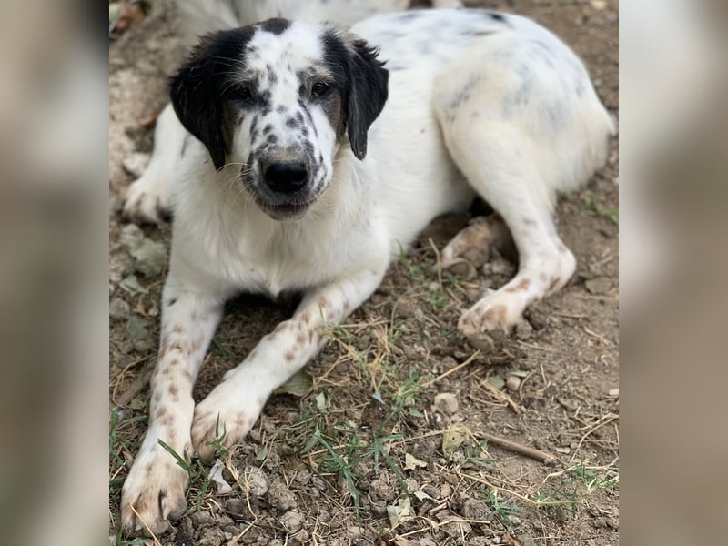 Lime, geb. ca. 02/2023, lebt in GRIECHENLAND, auf einer privaten Pflegestelle