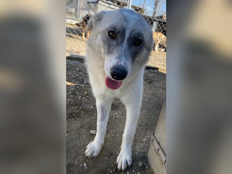 Charlina, geb. ca. 04/2021, lebt in GRIECHENLAND, im städt. Tierheim Serres