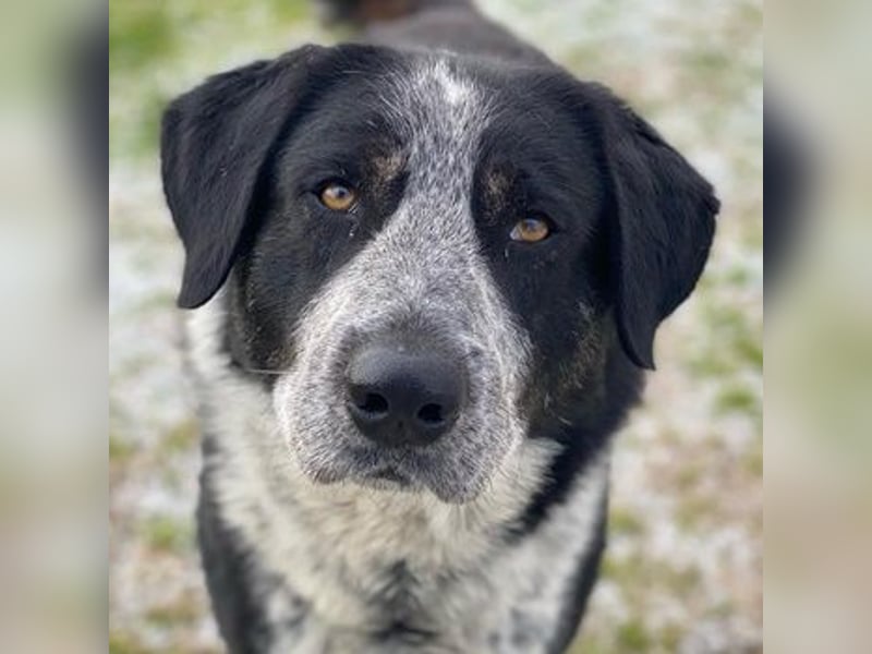 Malik, geb. ca.02/2022, lebt in GRIECHENLAND, im städt. Tierheim Serres