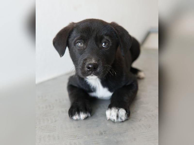 Jula, geb. ca. 12/2025, lebt in GRIECHENLAND, auf einer privaten Pflegestelle