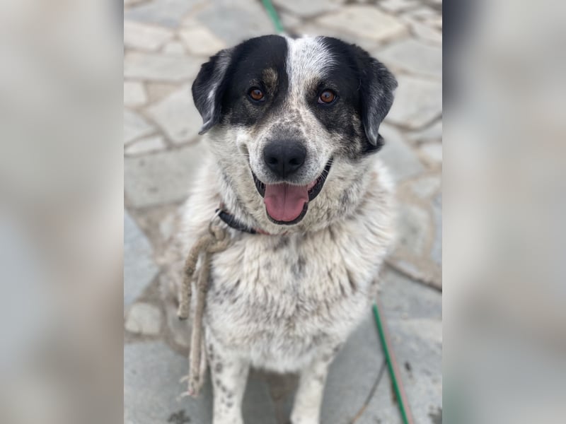 Pavlos, geb. ca. 05/2021, lebt in GRIECHENLAND, auf einer privaten Pflegestelle