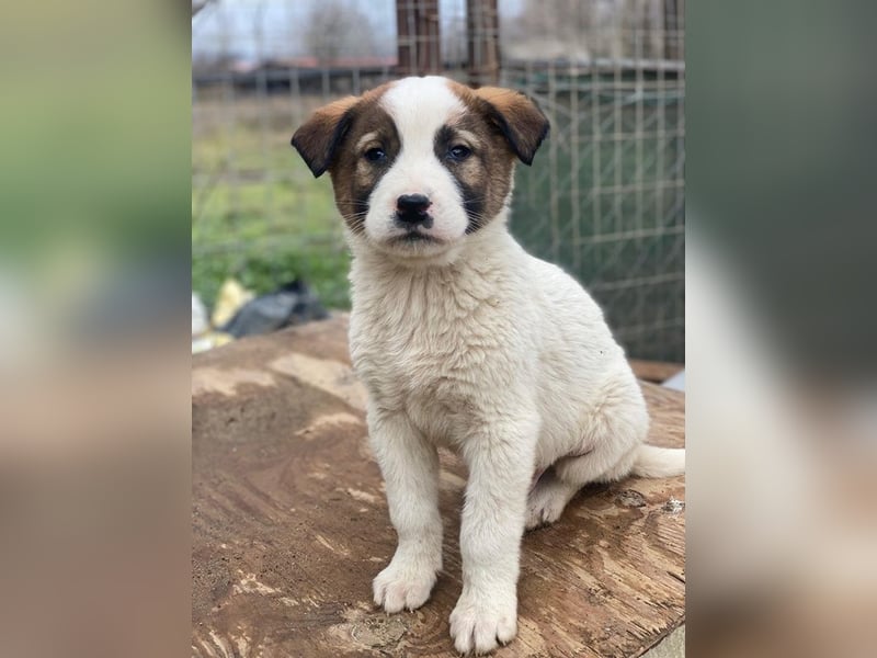 Calzone, geb. ca. 11/2025, lebt in GRIECHENLAND, auf einer privaten Pflegestelle