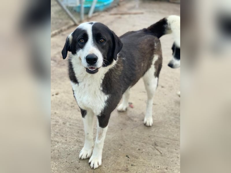 Aquata, geb. ca. 01/2023, lebt in GRIECHENLAND, im städt. Tierheim Serres