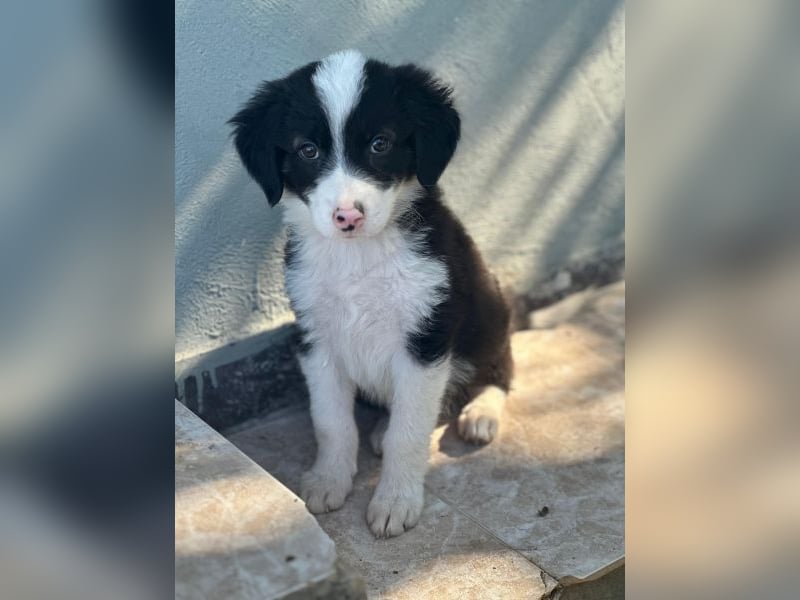 Tinkerbelle, geb. ca. 06/2026, lebt in GRIECHENLAND, im städt. Tierheim Serres