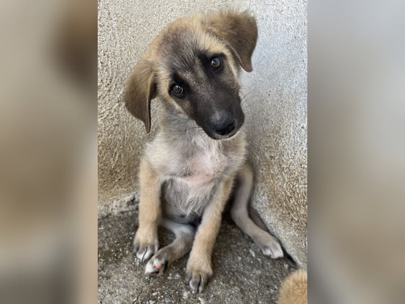 Yunos, geb. ca. 03/2026, lebt in GRIECHENLAND, im städt. Tierheim Serres