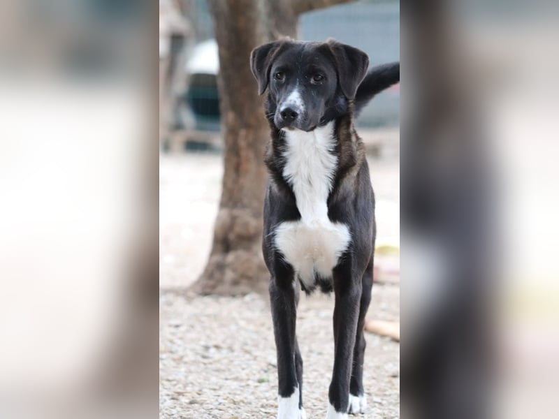 Laura, geb. ca. 06/2019, lebt in GRIECHENLAND, auf einer privaten Pflegestelle