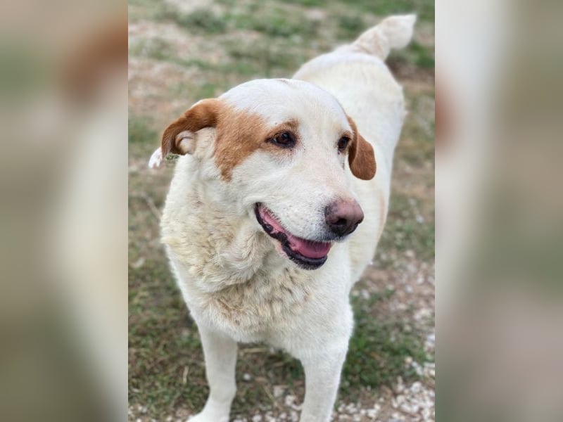 Lucero, geb. ca. 04/2016, lebt in GRIECHENLAND, im städt. Tierheim Serres