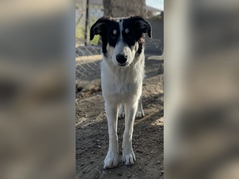 Vivia, geb. ca. 03/2023, lebt in GRIECHENLAND, im städt. Tierheim Serres