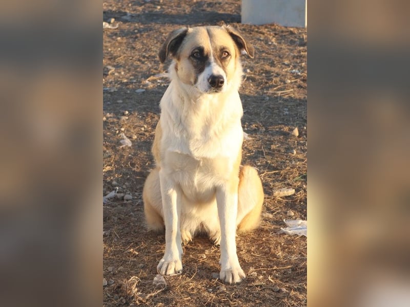 Jeanie, geb. ca. 05/2023, lebt in GRIECHENLAND, im städt. Tierheim Serres