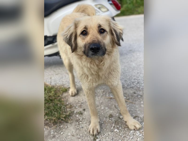 Hermine Granger, geb. ca. 12/2023, lebt in GRIECHENLAND, im städt. Tierheim Serres