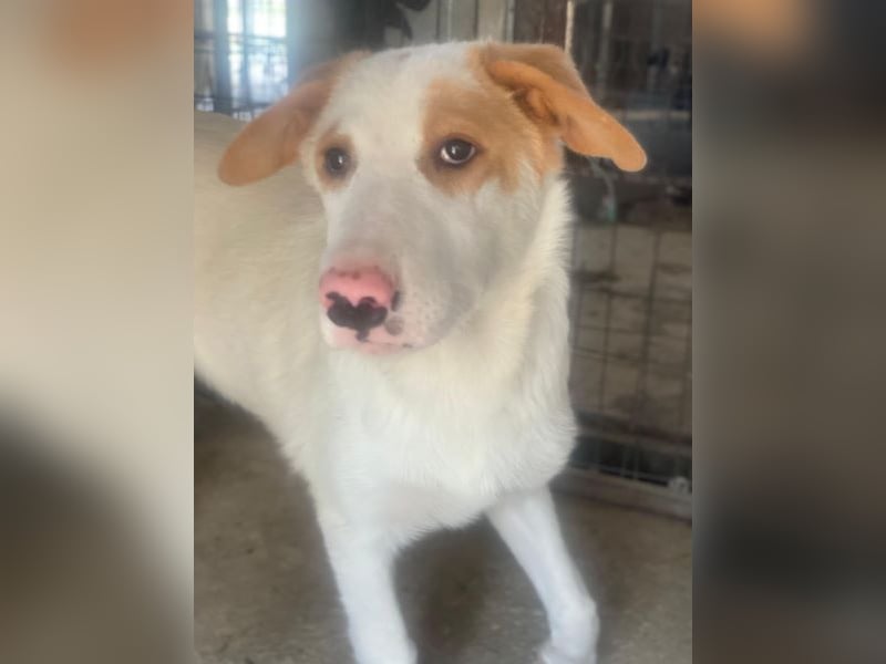 Miko, geb. ca. 02/2025, lebt in GRIECHENLAND, im städt. Tierheim Serres