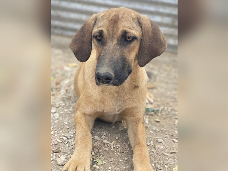 Katinka, geb. ca. 02/2025, lebt in GRIECHENLAND, im städt. Tierheim Serres