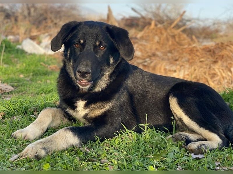 Ella, geb. ca. 09/2024, lebt in GRIECHENLAND, im städt. Tierheim Serres