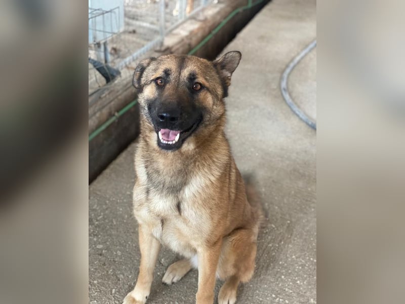 Yuki, geb. ca. 03/2025, lebt in GRIECHENLAND, im städt. Tierheim Serres