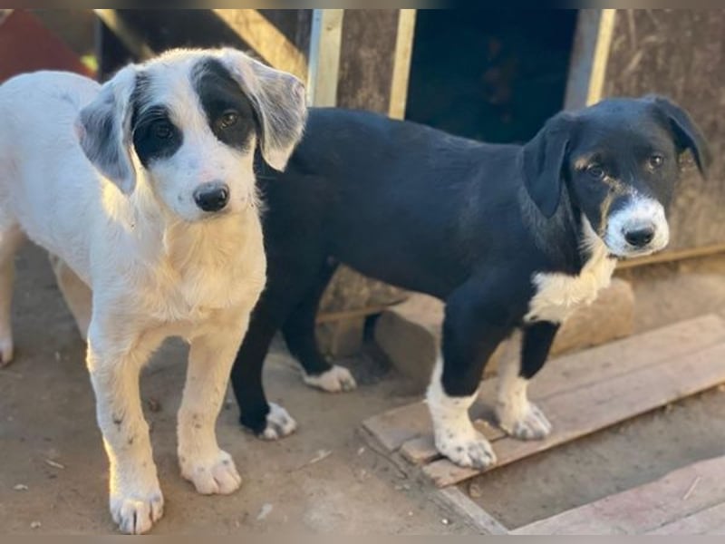 Pinot Noir, geb. ca. 08/2025, lebt in GRIECHENLAND, auf einer privaten Pflegestelle