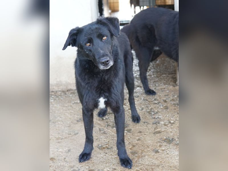 Dakar, geb. ca. 01/2019, lebt in GRIECHENLAND, im städt. Tierheim Serres