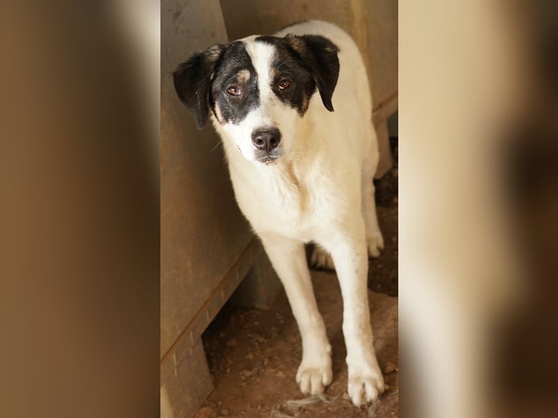 Thundery, geb. ca. 11/2022, lebt in GRIECHENLAND, im städt. Tierheim Serres