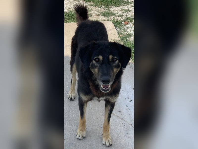 Lavinia, geb. ca. 06/2019, lebt in GRIECHENLAND, im städt. Tierheim Serres
