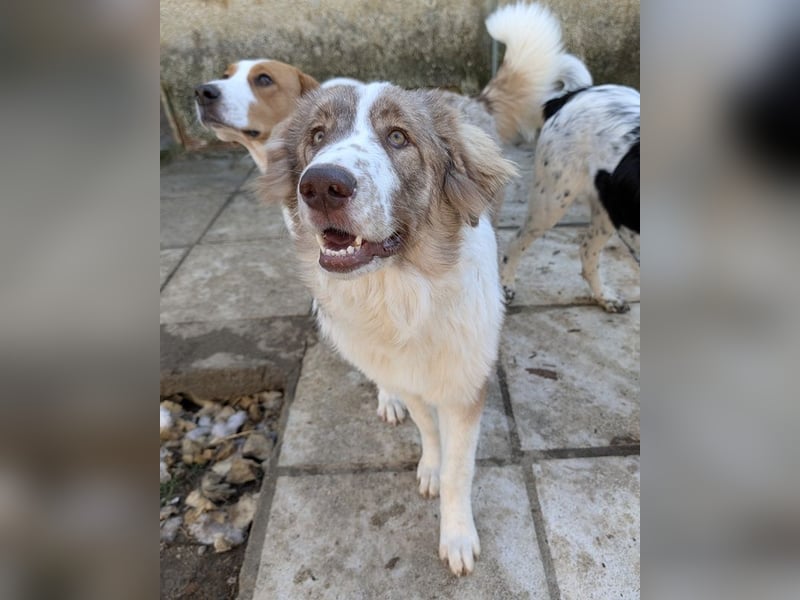 Liona, geb. ca. 12/2024, lebt in GRIECHENLAND, auf einem Gelände, wird notdürftig versorgt