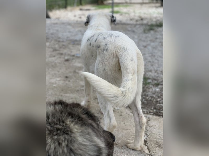 Pünktchen, geb. ca. 10/2022, lebt in GRIECHENLAND, im städt. Tierheim Serres