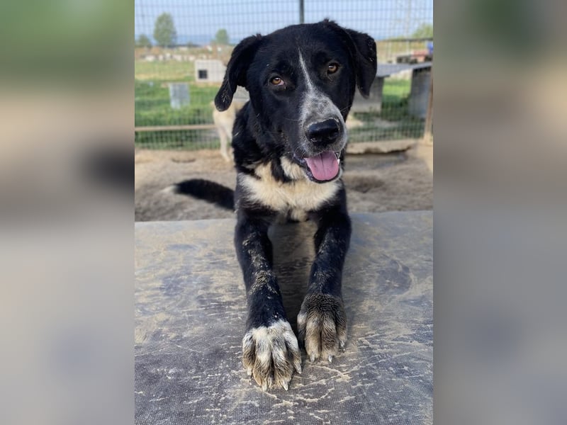 Schubert, geb. ca. 06/2023, lebt in GRIECHENLAND, im städt. Tierheim Serres