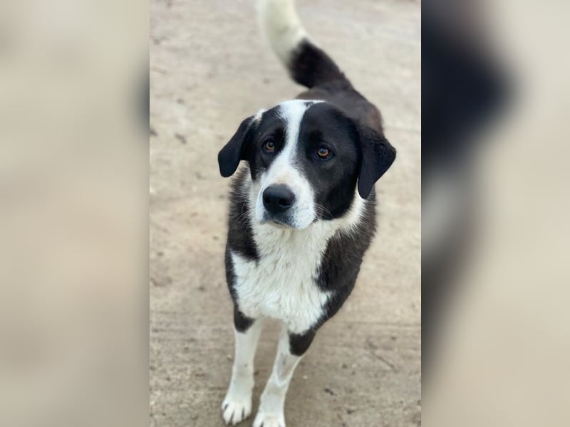 Aquata, geb. ca. 01/2023, lebt in GRIECHENLAND, im städt. Tierheim Serres