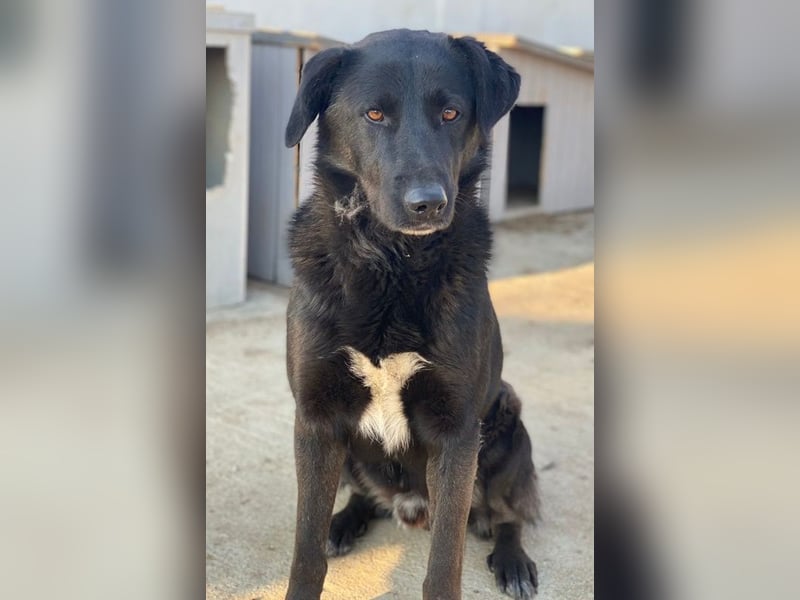 Gimpo, geb. ca. 03/2024, lebt in GRIECHENLAND, im städt. Tierheim Serres