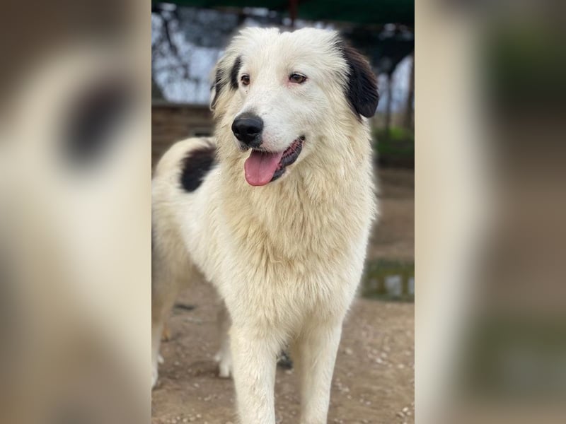 Namika, geb. ca. 02/2024, lebt in GRIECHENLAND, im städt. Tierheim Serres