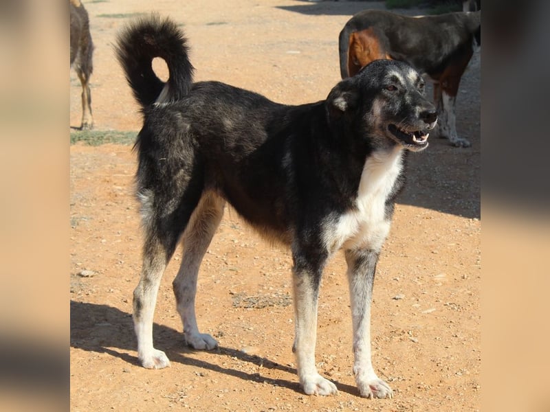 Nancy, geb. ca. 03/2019, lebt in GRIECHENLAND, auf einem Gelände, wird notdürftig versorgt