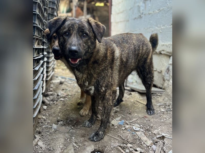 Kelly, geb. ca. 05/2024, lebt in GRIECHENLAND, auf einer privaten Pflegestelle