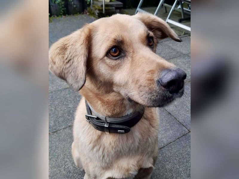 Fanta, geb. ca. 05/2017, lebt bei einer Familie in 48317 Drensteinfurt, Vermittlungshilfe