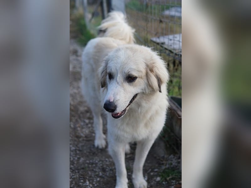 Bacardi, geb. ca. 04/2021, lebt in GRIECHENLAND, im städt. Tierheim Serres