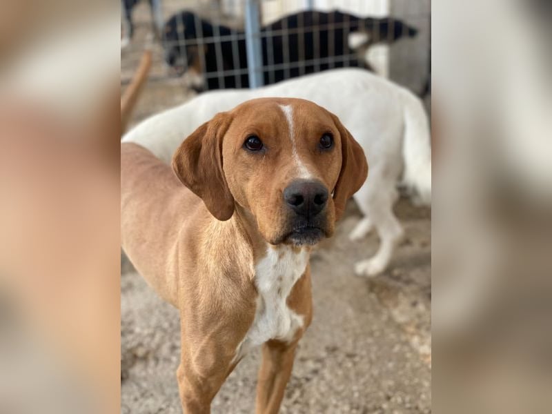 Olli, geb. ca. 11/2022, lebt in GRIECHENLAND, auf einer privaten Pflegestelle