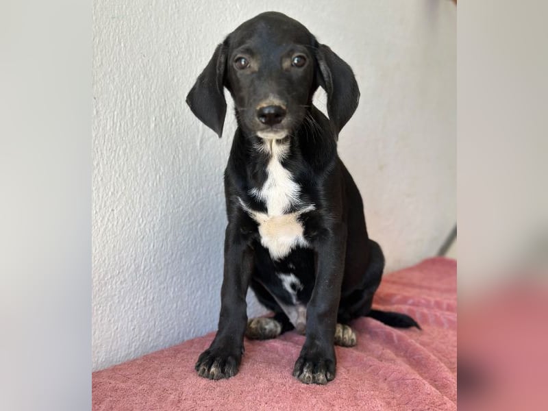 Smokey, geb. 08.06.2026, lebt in GRIECHENLAND, auf einer privaten Pflegestelle