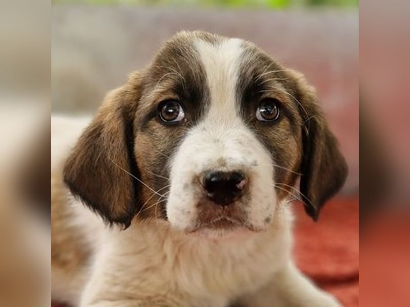 Willa, geb. ca. 01/2024, lebt in GRIECHENLAND, auf einer privaten Pflegestelle