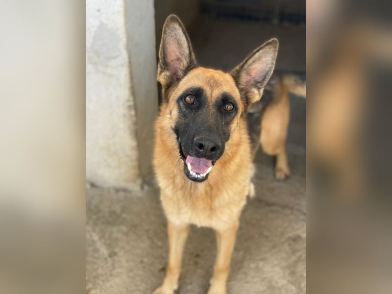 Wilma, geb. ca. 04/2021, lebt in GRIECHENLAND, im städt. Tierheim Serres