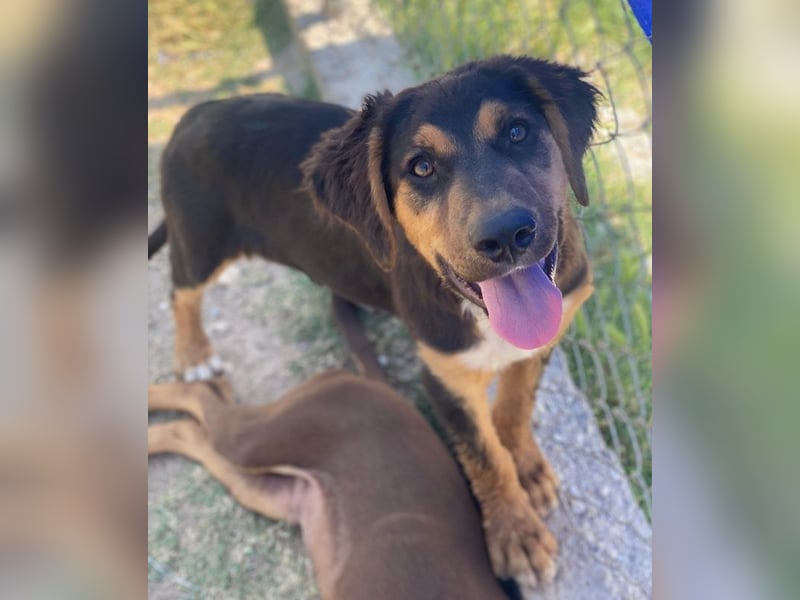 Quasti, geb. ca. 02/2025, lebt in GRIECHENLAND, auf einer privaten Pflegestelle