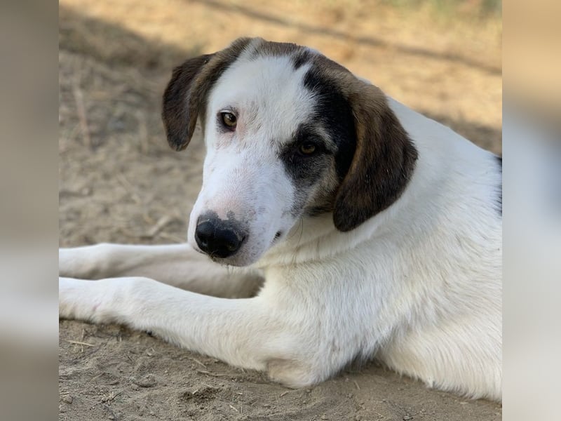  Colette, geb. ca. 02/2022, lebt in GRIECHENLAND, im städt. Tierheim Serres