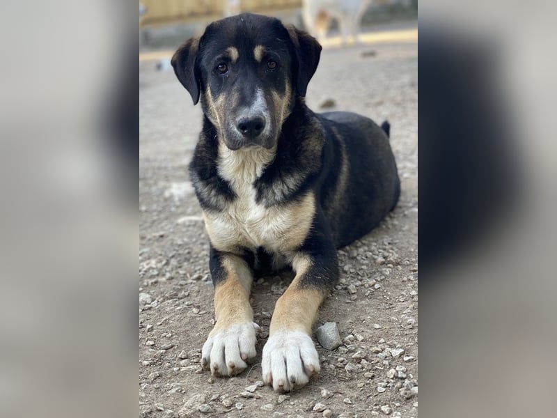 Liko, geb. ca. 11/2023, lebt in GRIECHENLAND, im städt. Tierheim Serres