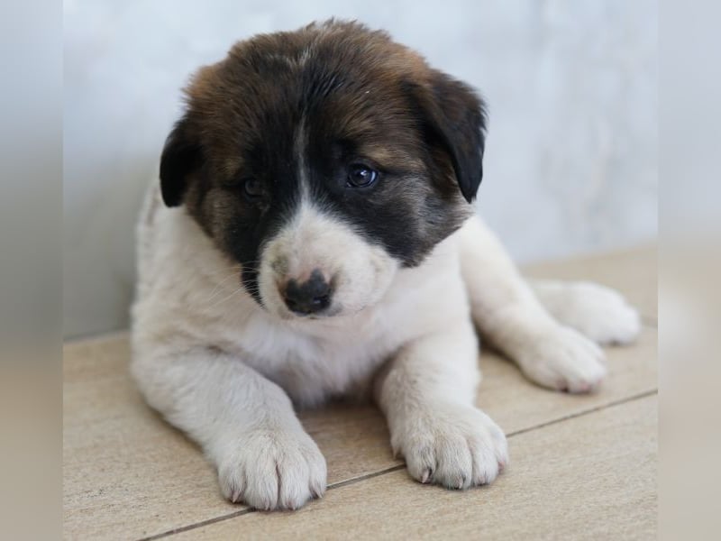 Calma, geb. ca. 01/2026, lebt in GRIECHENLAND, auf einer privaten Pflegestelle